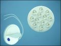 ULTRA 12B12012 12-LED 0,7W 120C BLUE