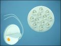 ULTRA 12O12012 12-LED 0,7W 120C ORANGE