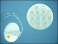 ULTRA 12O1512 12-LED 0,7W 15C ORANGE