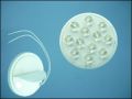 ULTRA 12W12012 12-LED 0,7W 120C WHITE