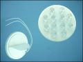 ULTRA 12W1512 12-LED 0,7W 15C WHITE