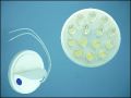 ULTRA 24B1514 14-LED 0,7W 15C BLUE