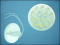 ULTRA 24W1514 14-LED 0,7W 15C WHITE