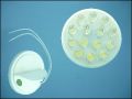 ULTRA 36G1514 14-LED 0,7W 15C GREEN