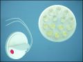 ULTRA 36R1514 14-LED 0,7W 15C RED
