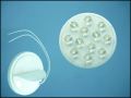 ULTRA 12WW12012 12-LED 0,7W 120C WARM WHITE